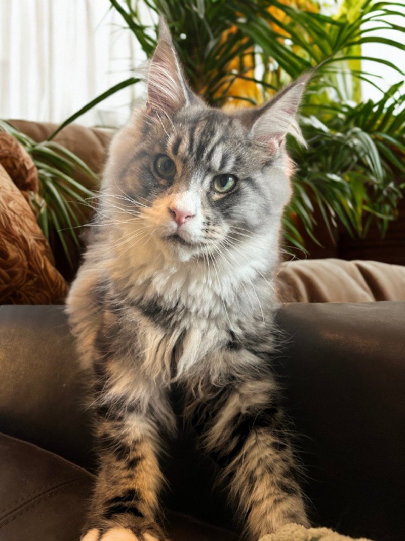 Maceo’s Gône’s Wax Taylor Mâle Maine coon Maceo’s Gône’s Wax Taylor Mâle Maine coon