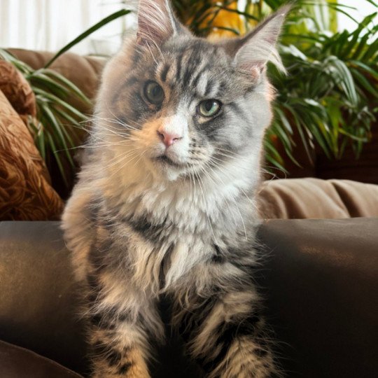 Maceo’s Gône’s Wax Taylor Mâle Maine coon
