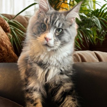 chaton Maine coon black silver blotched tabby & blanc Wax Taylor Chatterie Maceo’s Gône’s Maine Coons chaton Maine coon black silver blotched tabby & blanc Wax Taylor Chatterie Maceo’s Gône’s Maine Coons