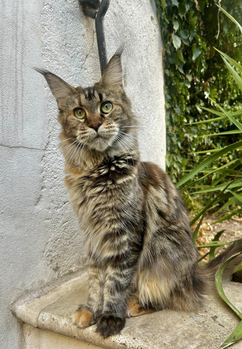Maceo’s Gône’s Wendy Tinkerbell Femelle Maine coon