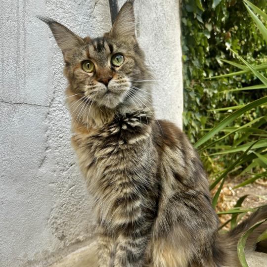 Maceo’s Gône’s Wendy Tinkerbell Femelle Maine coon