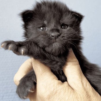 chaton Maine coon black Whisperer Chatterie Maceo’s Gône’s Maine Coons