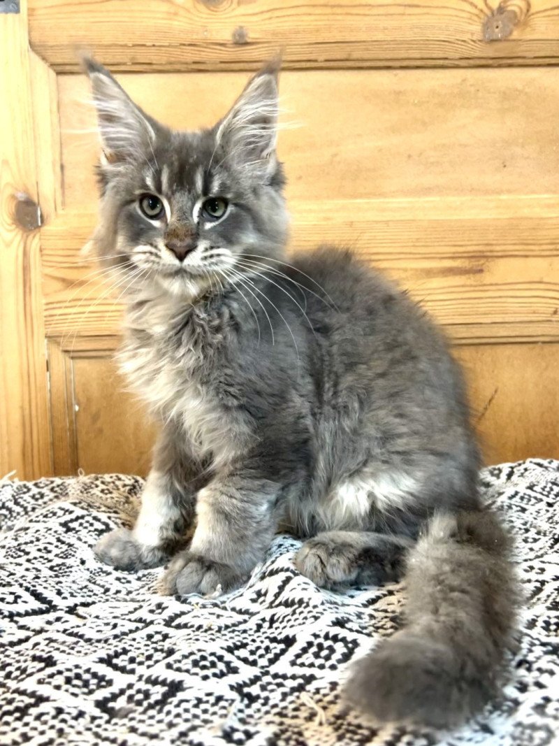 Maceo’s Gône’s Worakls Mâle Maine coon