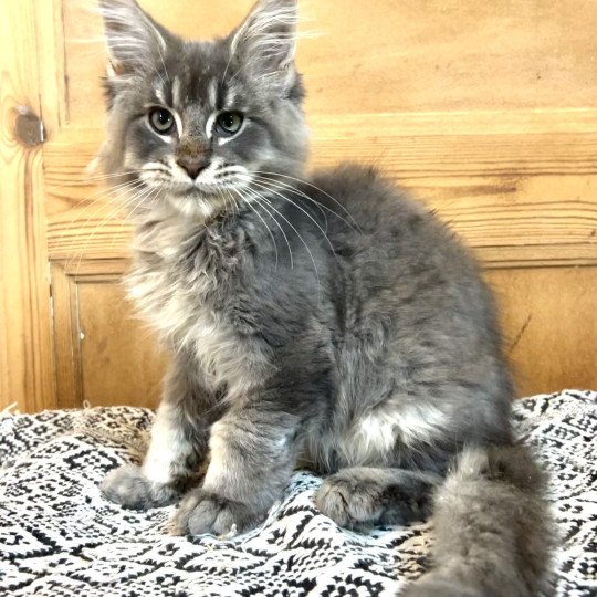 Maceo’s Gône’s Worakls Mâle Maine coon