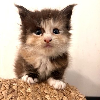 chaton Maine coon black tortie smoke & blanc Ysaure Moonlight Chatterie Maceo’s Gône’s Maine Coons