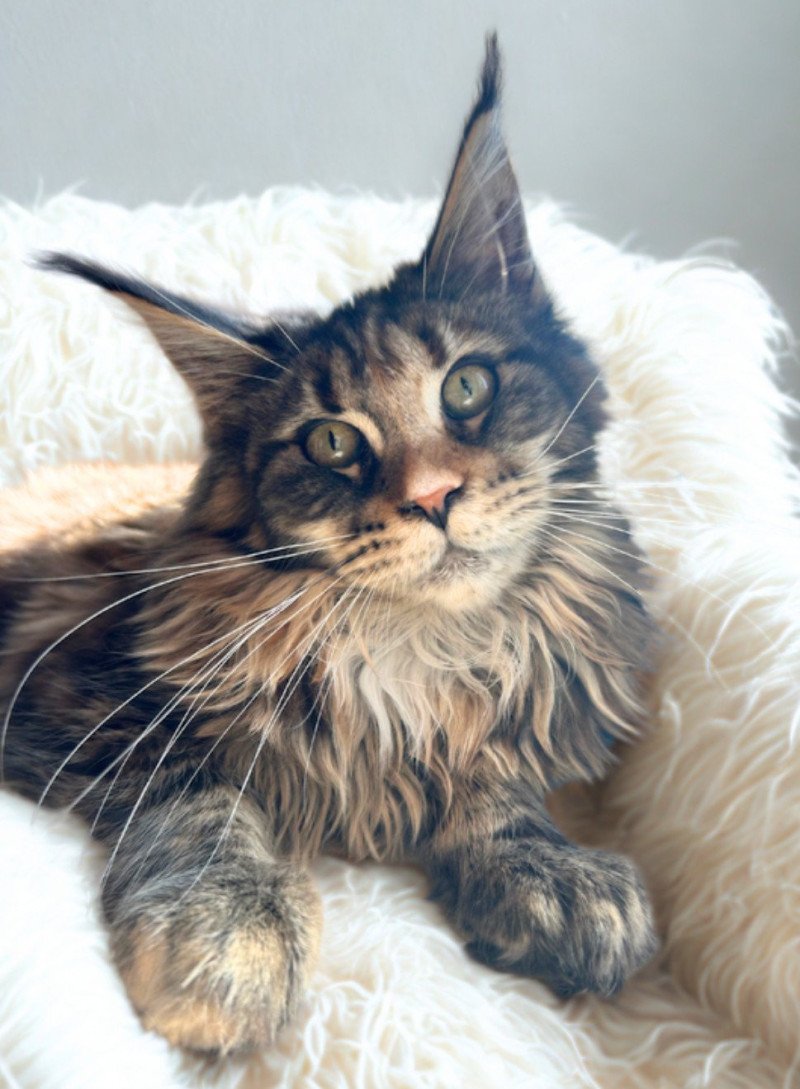 Maceo’s Gône’s Ysaure Schiele Femelle Maine coon Maceo’s Gône’s Ysaure Schiele Femelle Maine coon