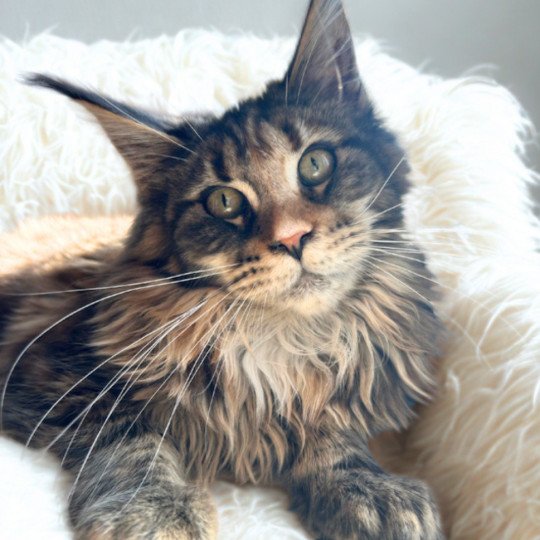 Maceo’s Gône’s Ysaure Schiele Femelle Maine coon