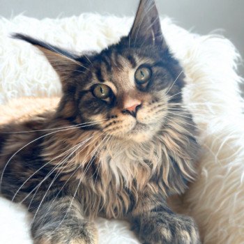 chaton Maine coon black tortie silver blotched tabby Ysaure Schiele Chatterie Maceo’s Gône’s Maine Coons chaton Maine coon black tortie silver blotched tabby Ysaure Schiele Chatterie Maceo’s Gône’s Maine Coons