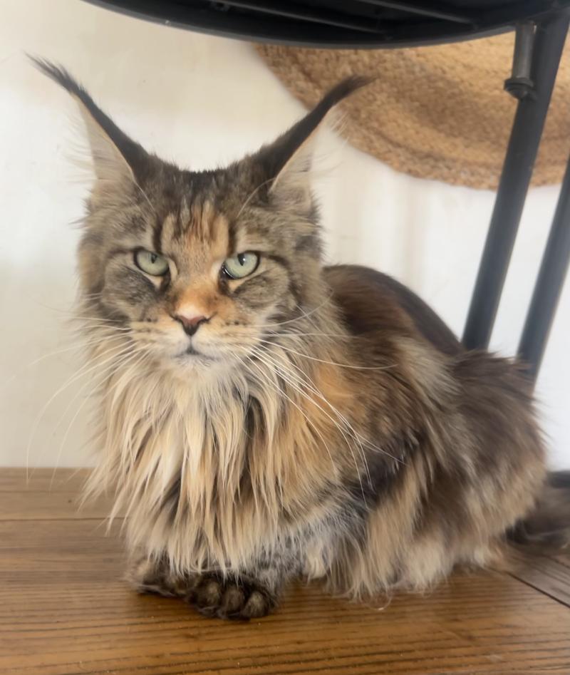 Maceo’s Gône’s Ysaure Schiele Femelle Maine coon