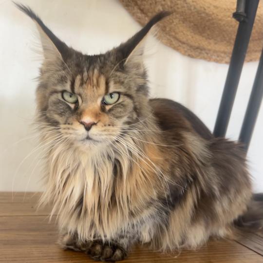 Maceo’s Gône’s Ysaure Schiele Femelle Maine coon