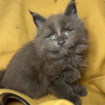 chaton Maine coon blue Zadig Chatterie Maceo’s Gône’s Maine Coons