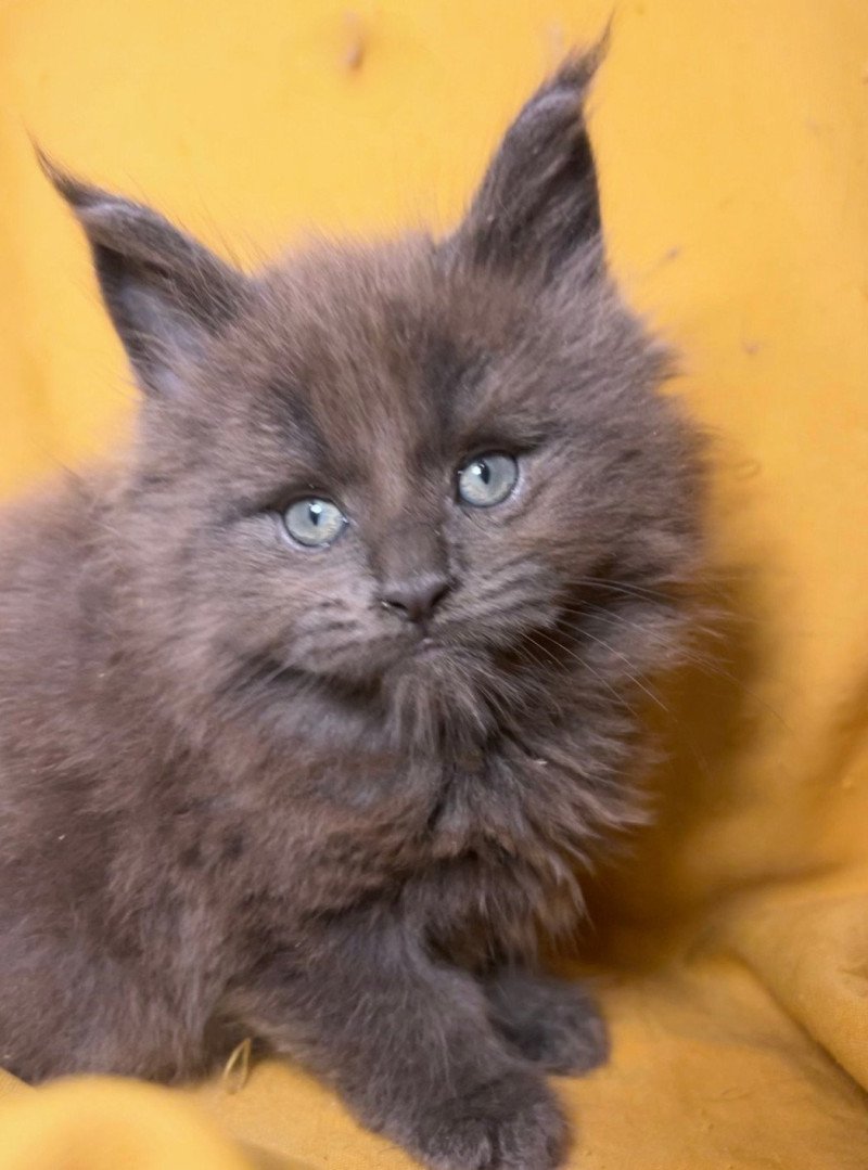 Maceo’s Gône’s Zadig Mâle Maine coon