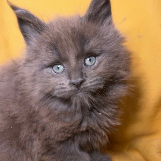 Maceo’s Gône’s Zadig Mâle Maine coon