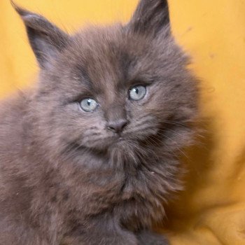 chaton Maine coon blue Zadig Chatterie Maceo’s Gône’s Maine Coons