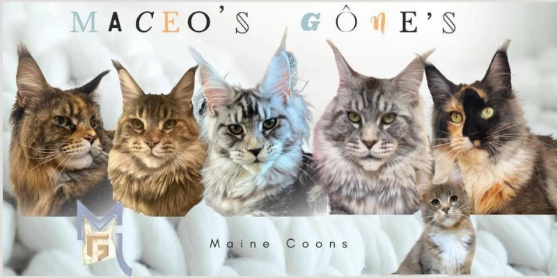 Chatterie Maceo’s Gône’s Maine Coons