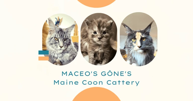 Chatterie Maceo’s Gône’s Maine Coons